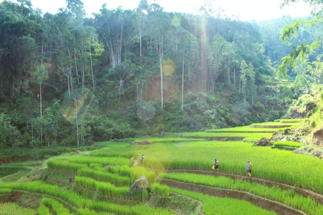 Toraja Misiliana Hotel Rantepao Exterior foto